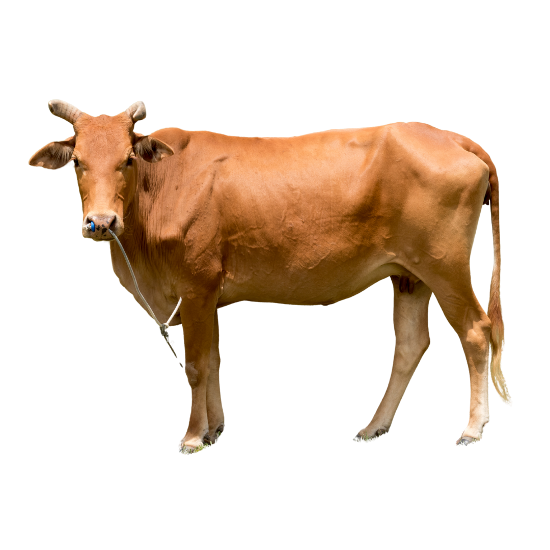 Cow Meat Share