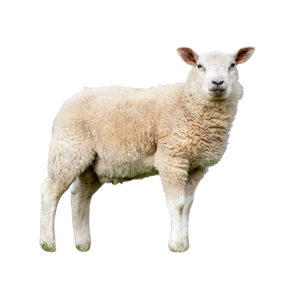 Lamb