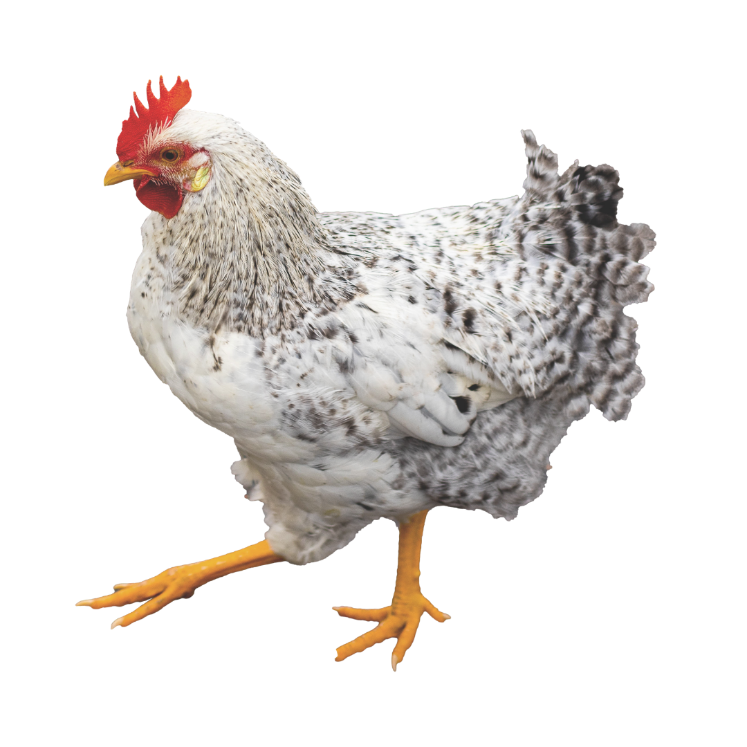 Rooster