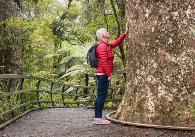 Bay of Islands Van Tours