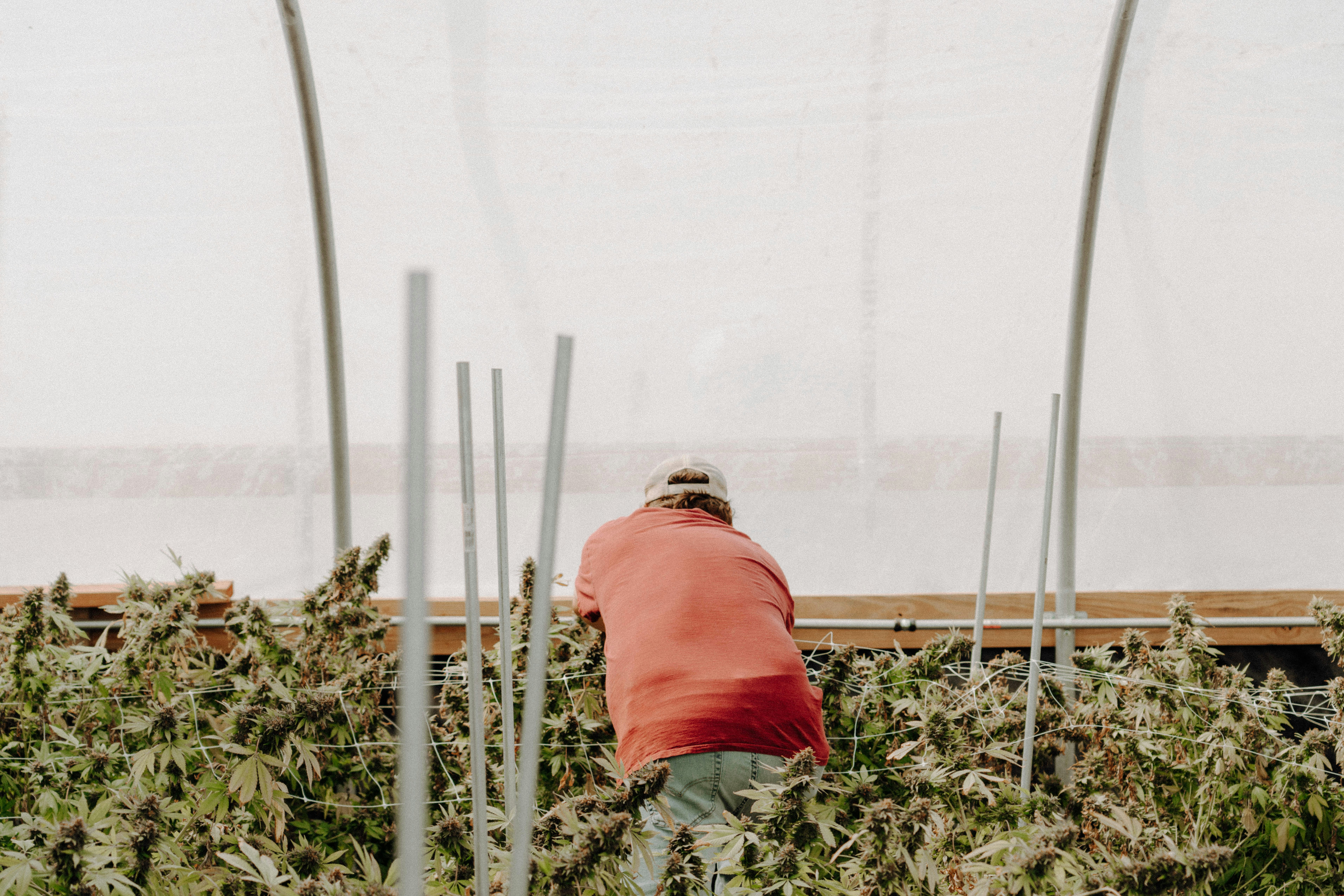 Hands tending a garden and removing unwanted growth