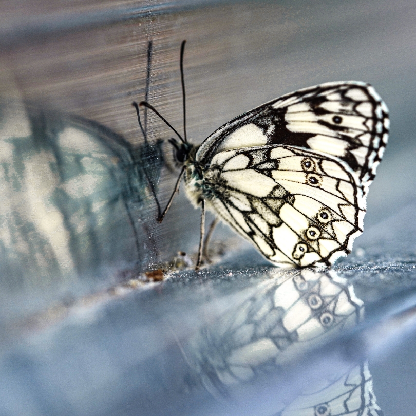Ruhige Berglandschaft bei Sonnenuntergang mit silhouettierten Bäumen im Vordergrund