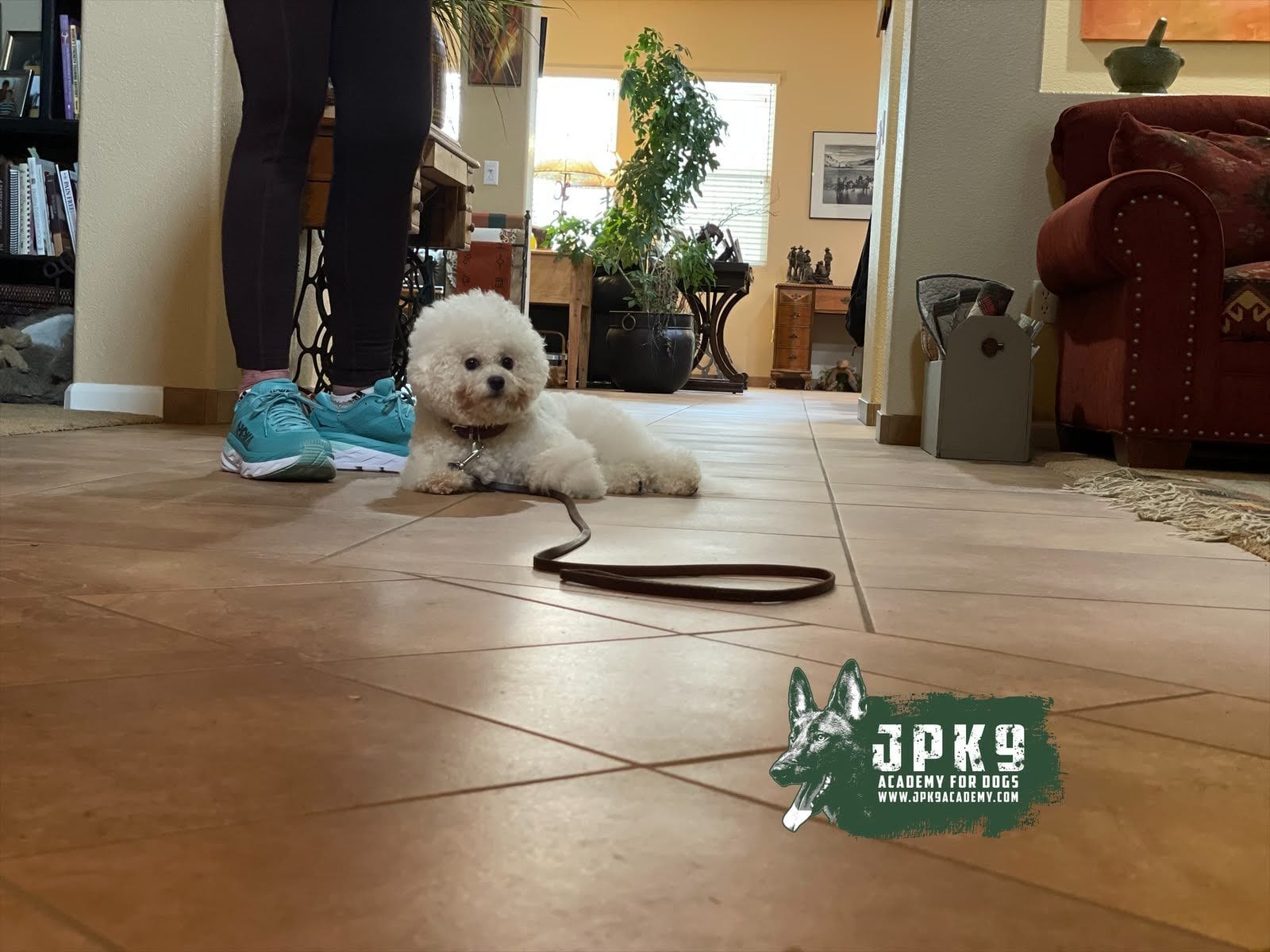 Dog training session at JPK9 Academy