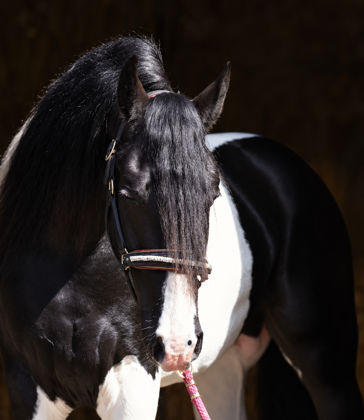 Venta de caballos