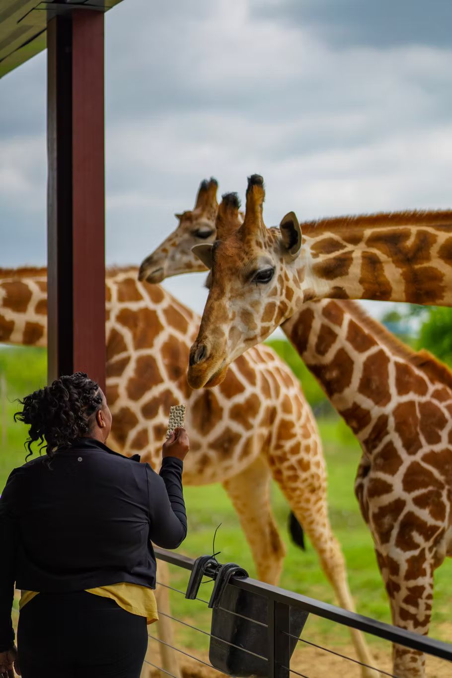 safari wildlife experience Texas Hill Country safari wildlife experience Texas Hill Country