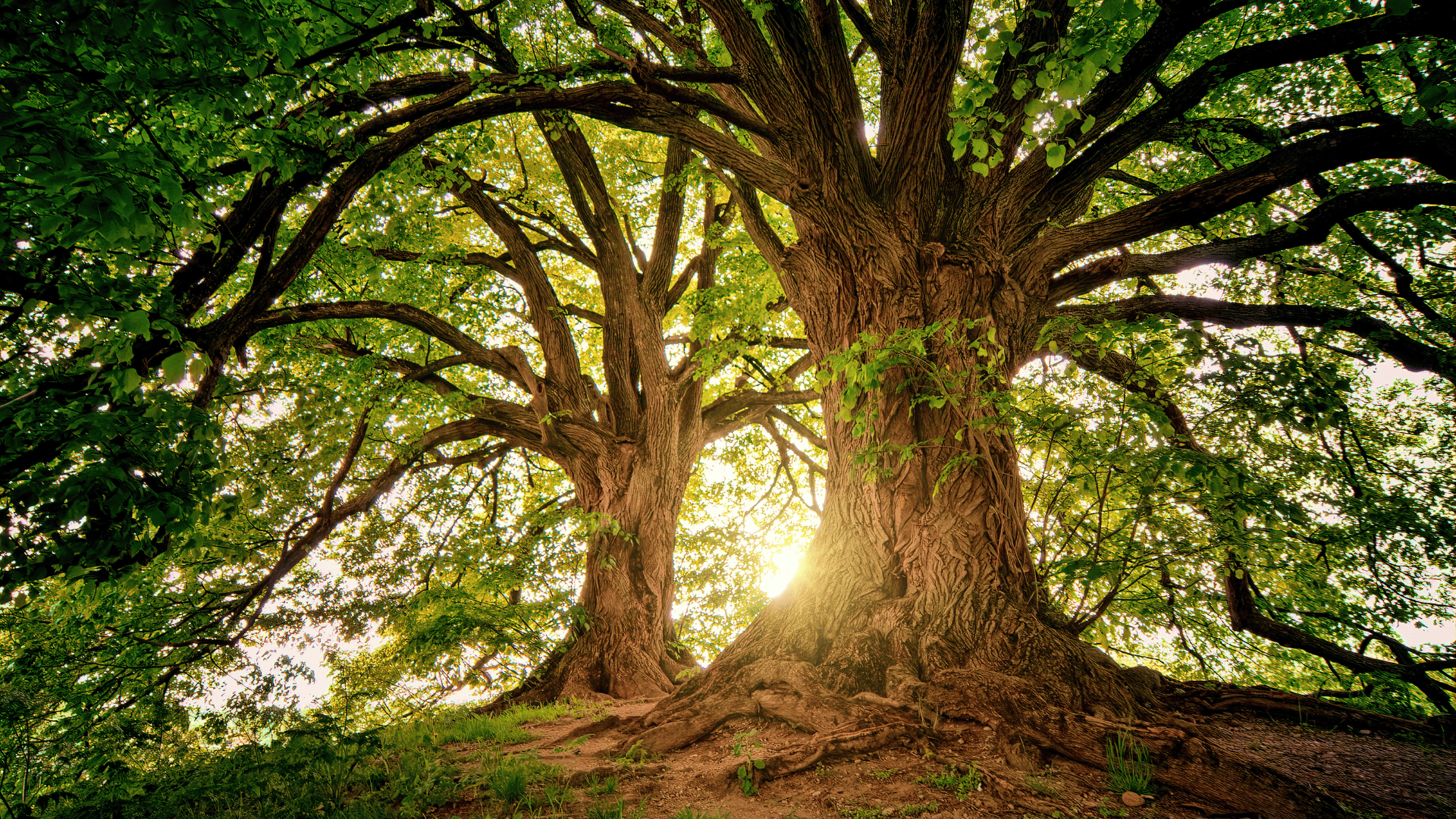 Tree Servicing Walkerville