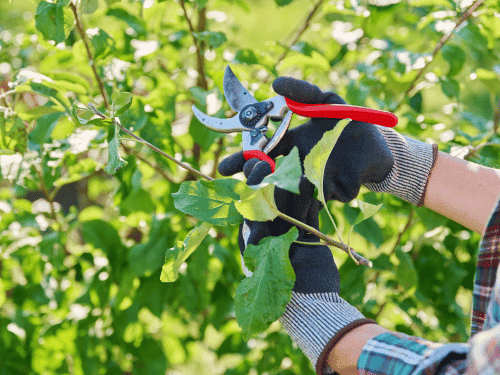 Tree Pruning & Crown Management in Walkerville