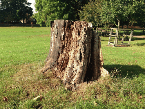 Stump Grinding in Walkerville