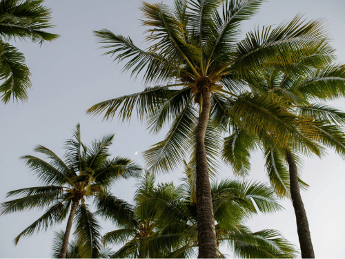 Palm Maintenance in Walkerville