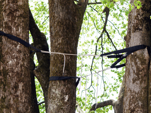 Tree Cabling & Bracing in Walkerville