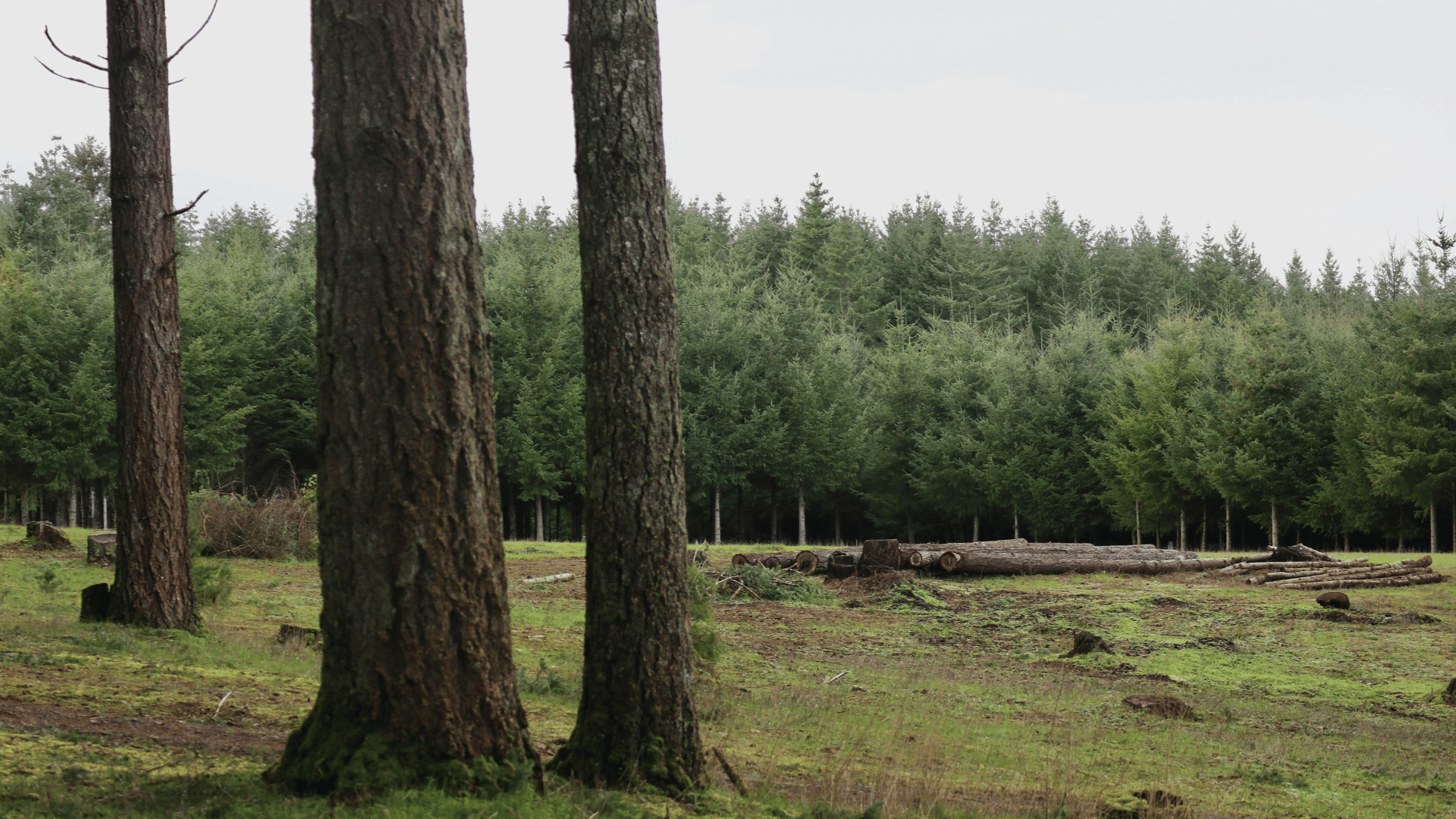 Tree Removal