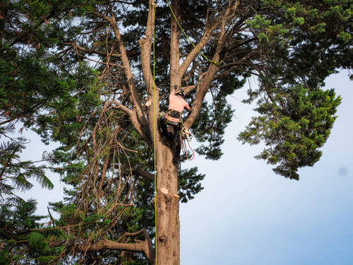 Tree Cabling & Bracing Walkerville
