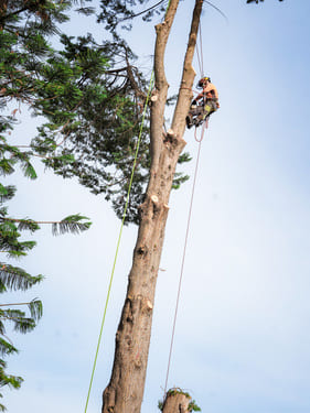 Walkerville Tree Cabling & Bracing