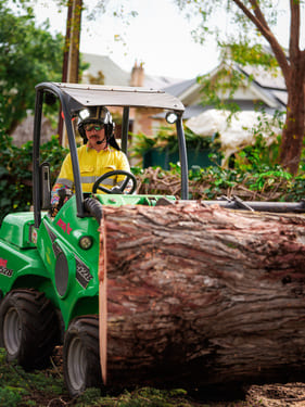 Tree Removal 
