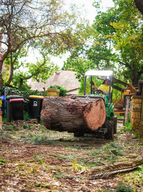 Tree Removal Walkerville