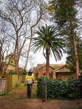 Stump Grinding Walkerville
