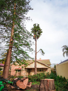 Tree Pruning & Crown Management Walkerville