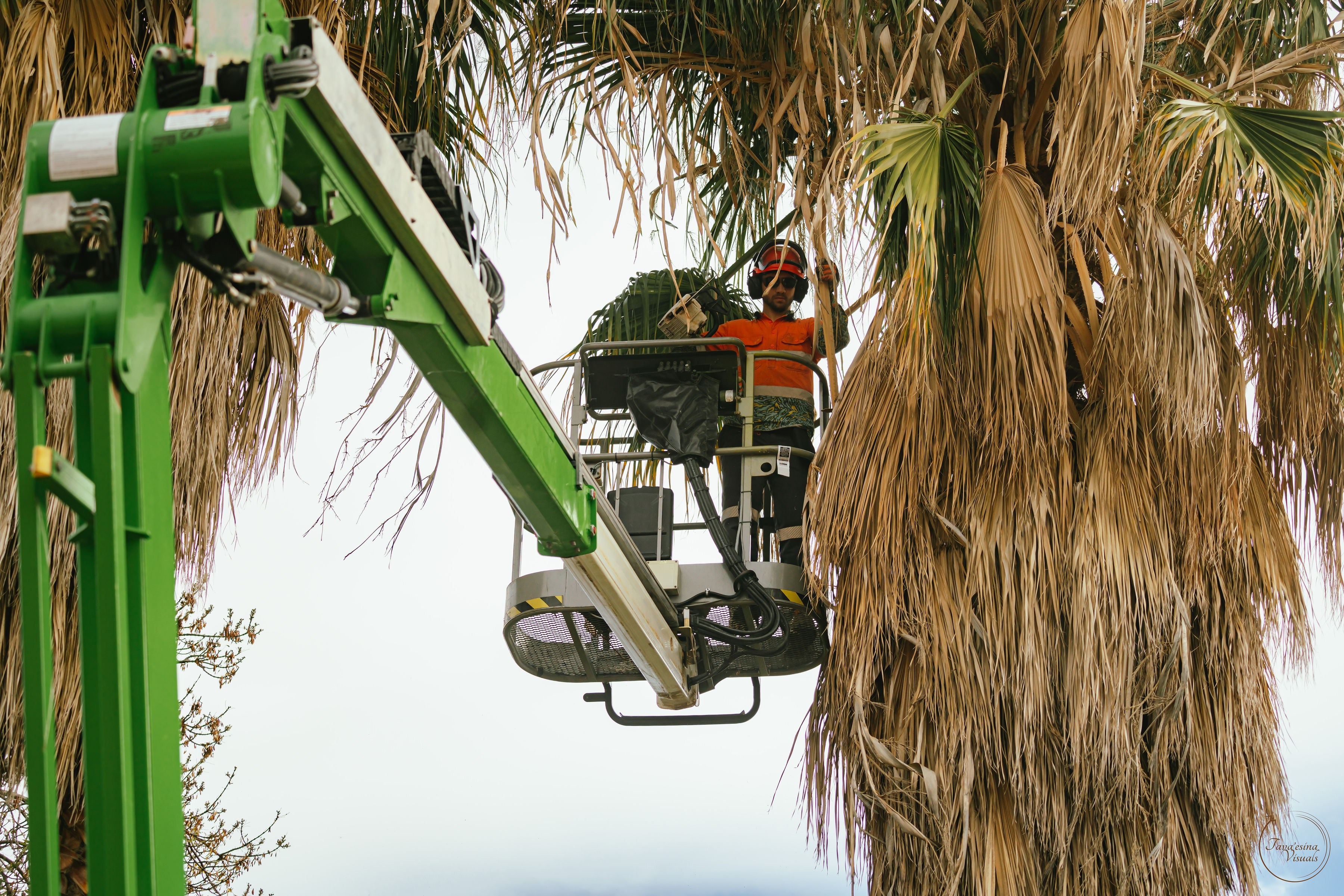  Tree Removal