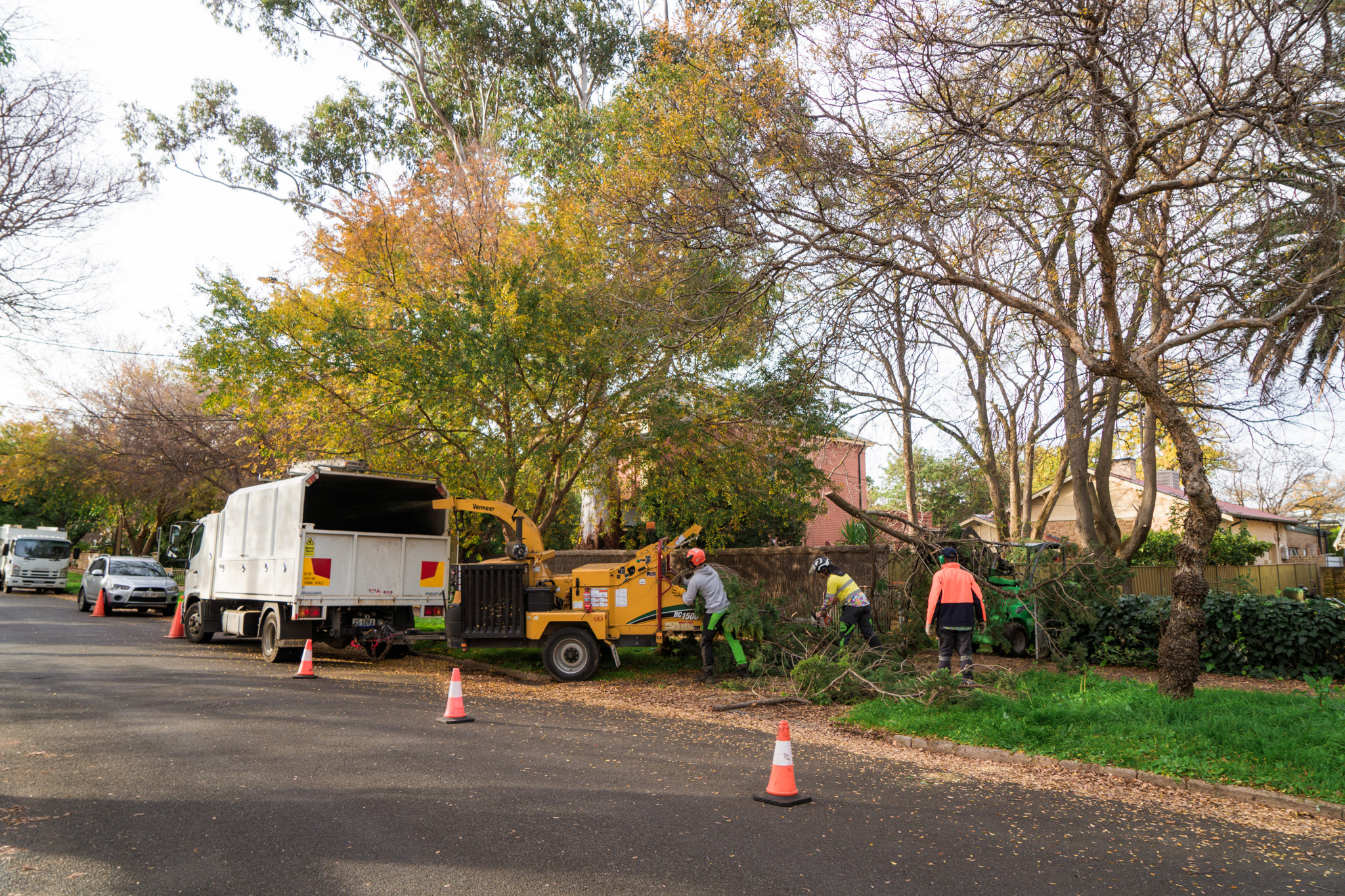 Prospect Tree Removal