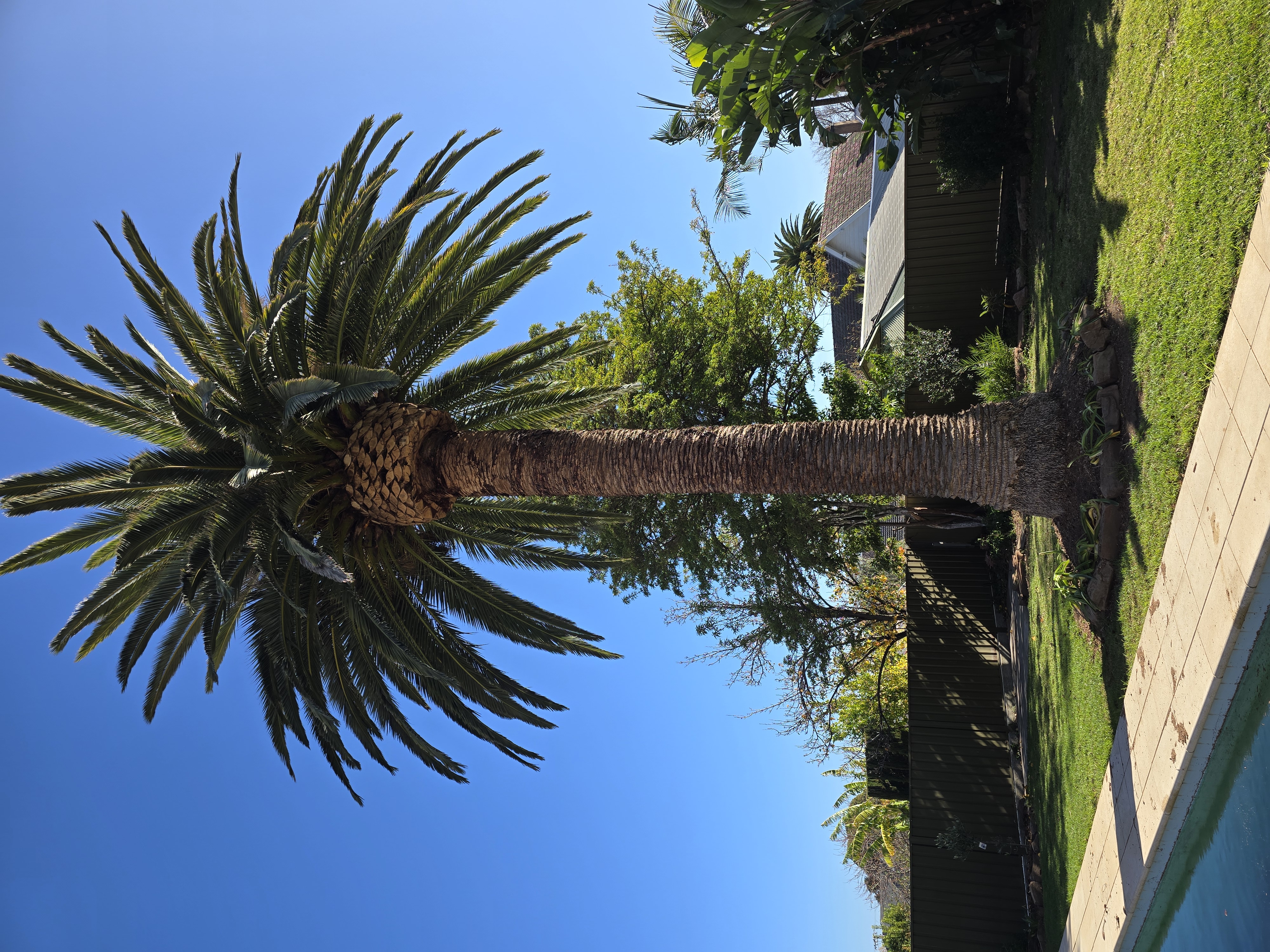 Prospect Palm Maintenance