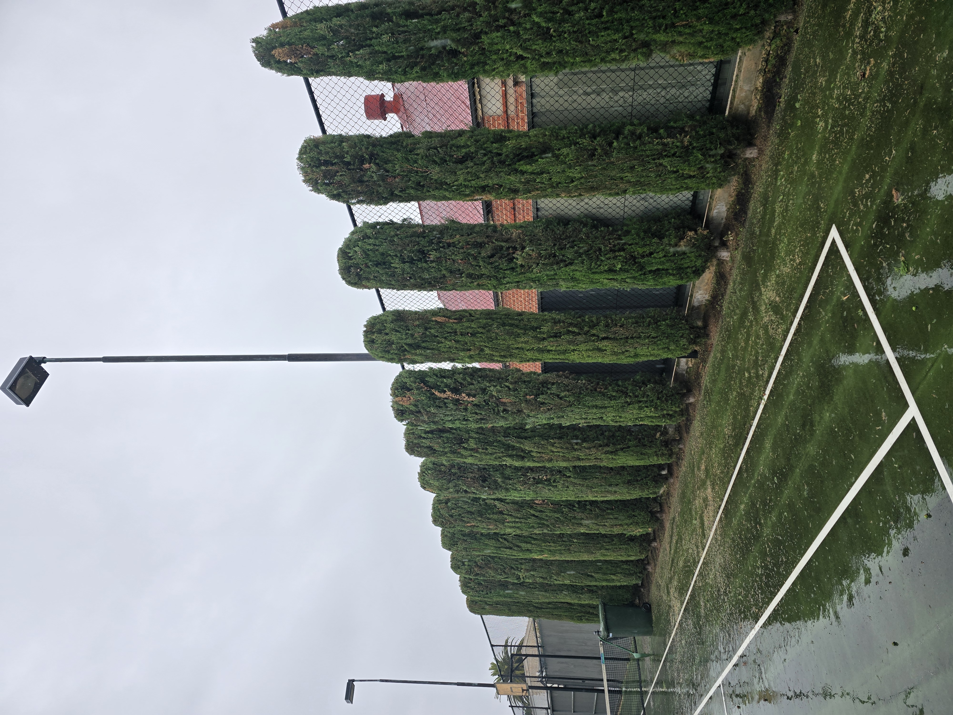 Tree Removal Walkerville