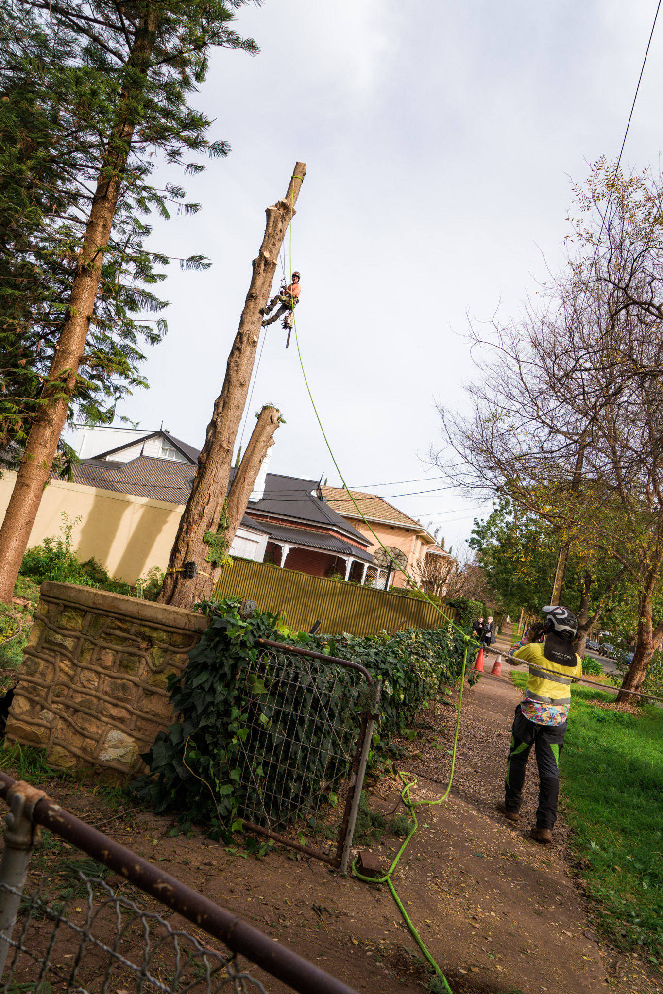 Prospect Tree Cabling & Bracing