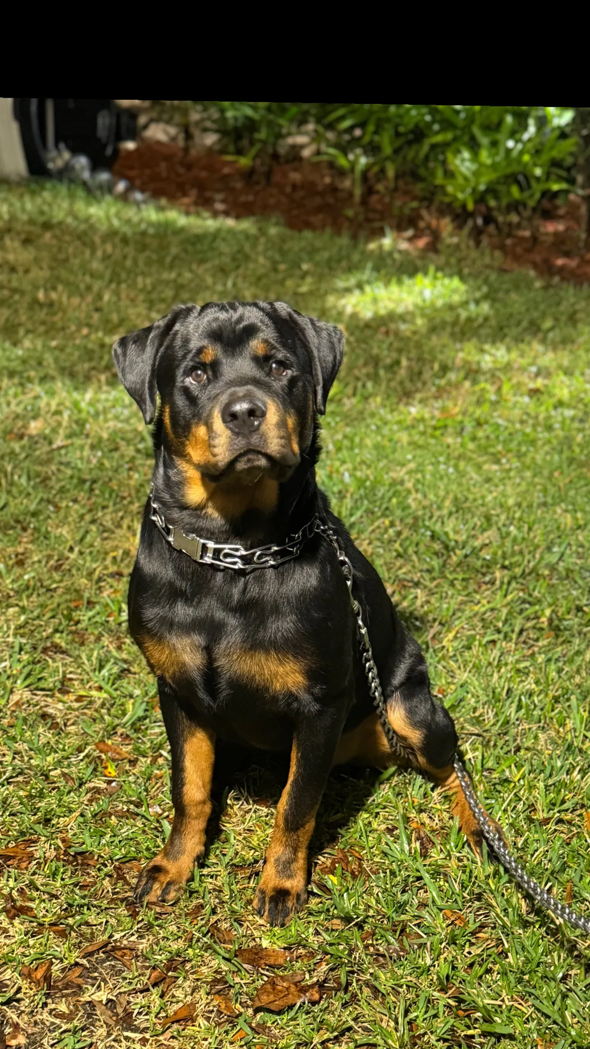 Rufus the team mascot dog at GC Trusted Builders LLC in Melbourne Florida