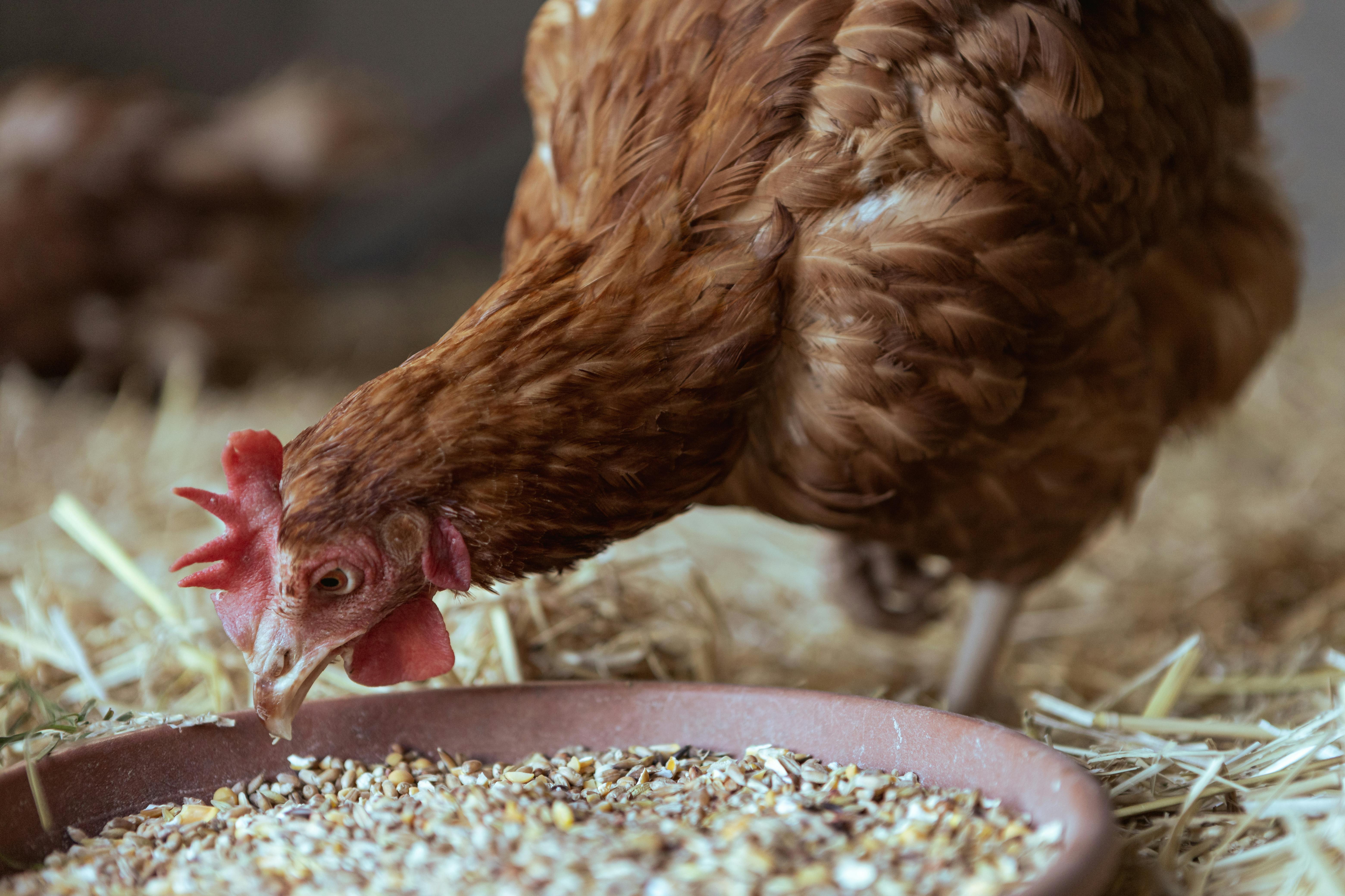 Animal and Feed