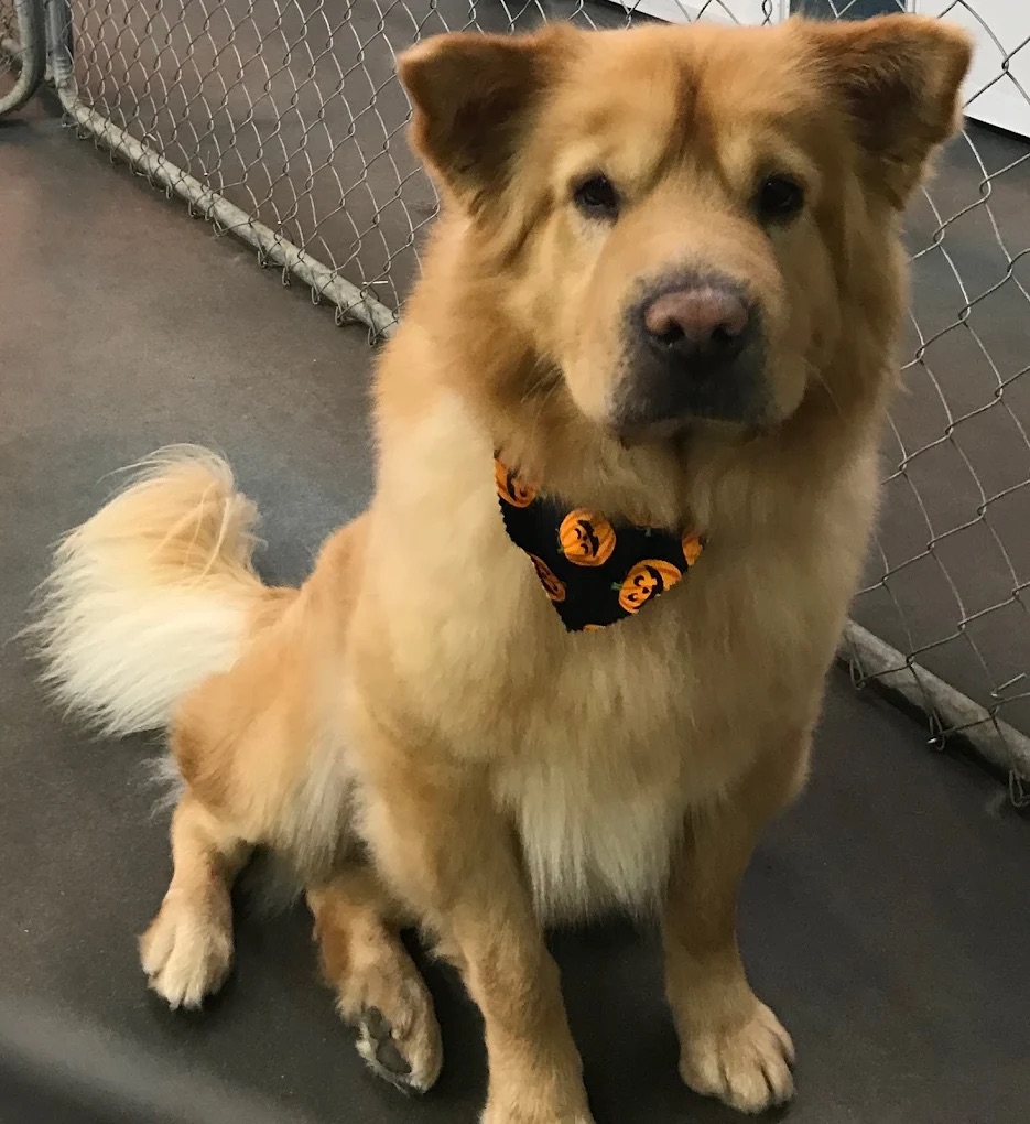 Happy dog