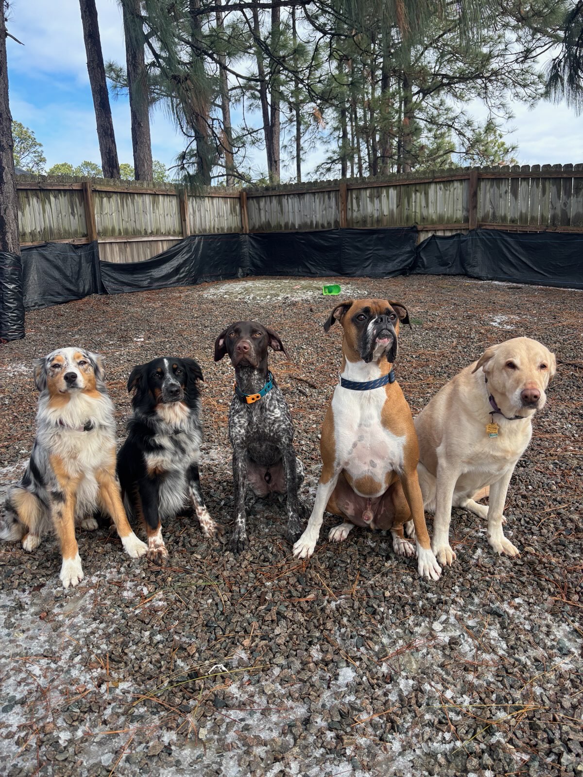 Day play session