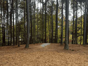 {{ custom_values.service_4 }} in {{custom_values.area_2})