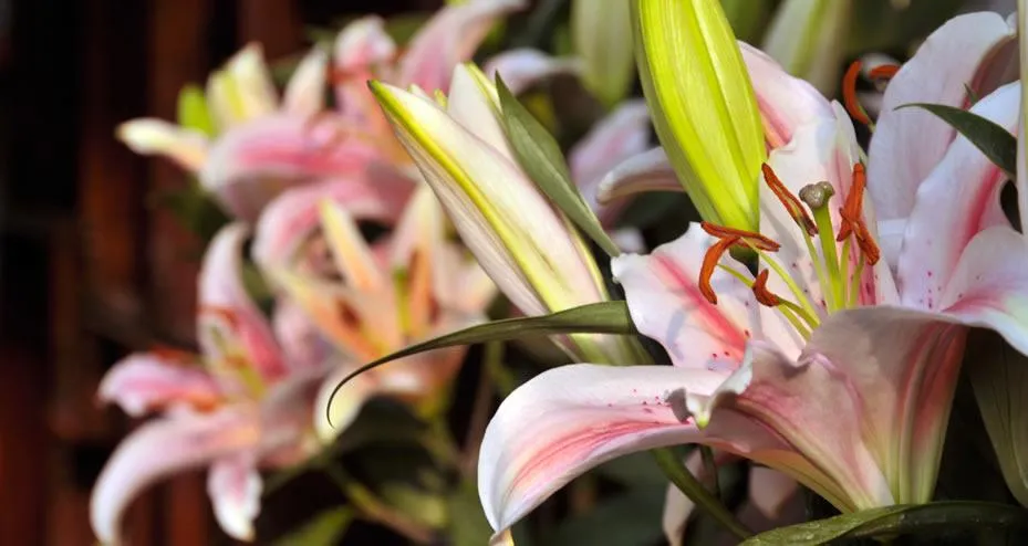 Funeral and Burial Expenses
