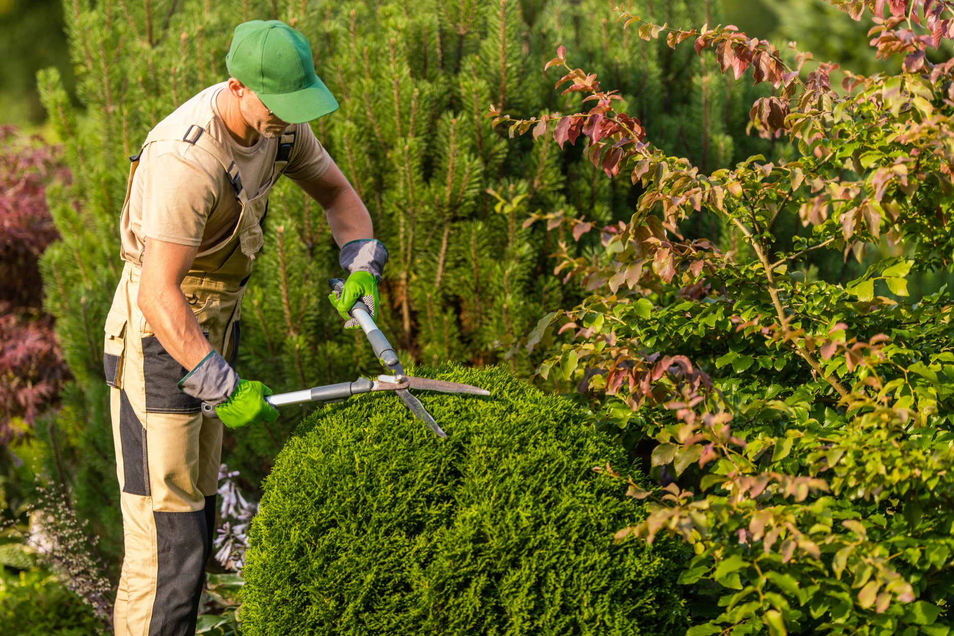 A professional gardener or landscaper wearing overalls, a green cap, and gloves, meticulously trimming a dense, rounded green hedge or shrub with large, silver manual hedge shears in a sunny garden.