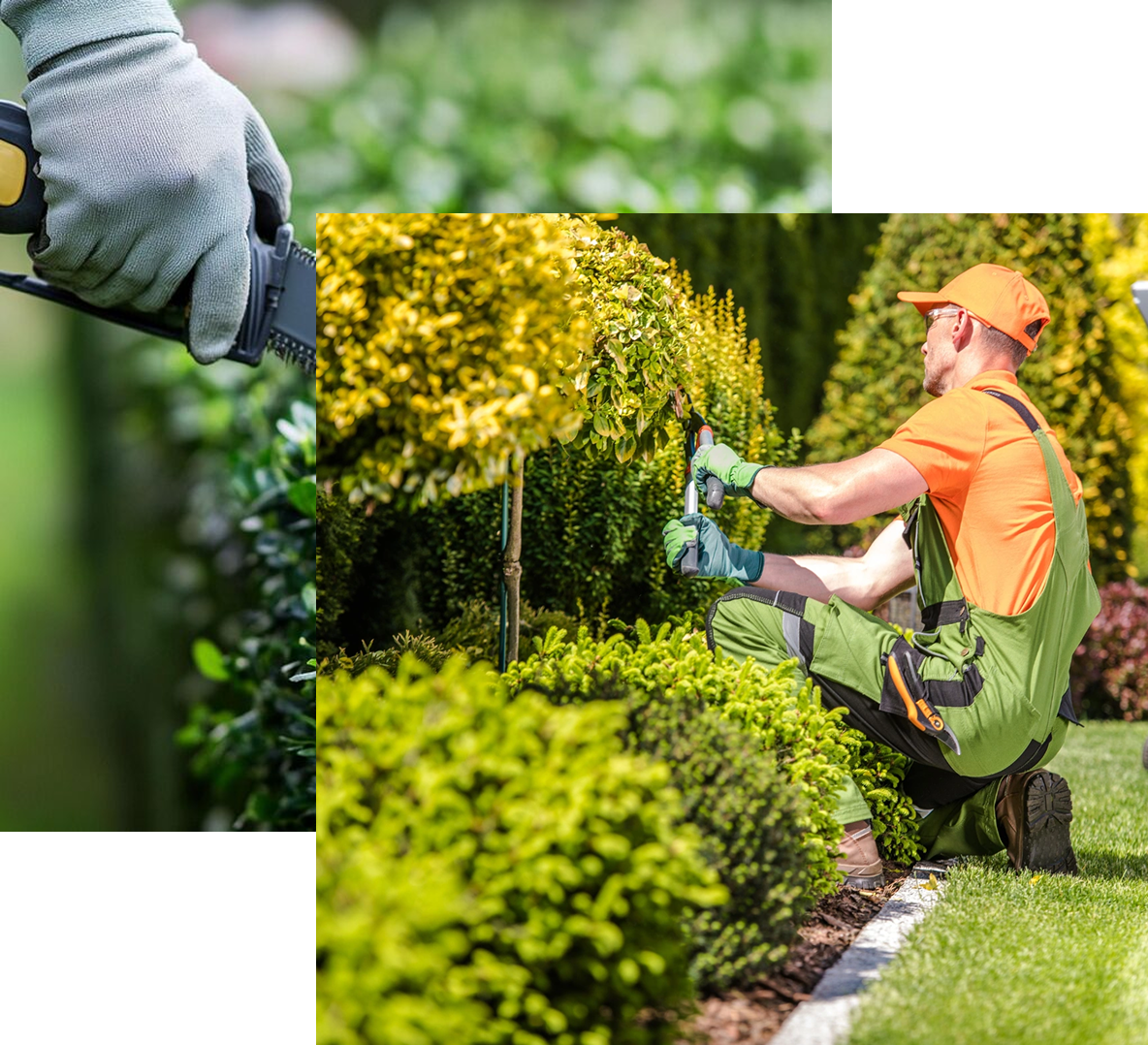 A professional gardener, wearing a bright orange shirt, green and black overalls, an orange baseball cap, and green gloves, is kneeling on the edge of a well-maintained lawn. He is using hand shears to meticulously prune a small, yellow-leafed decorative tree or shrub in a lush, sunny garden setting.