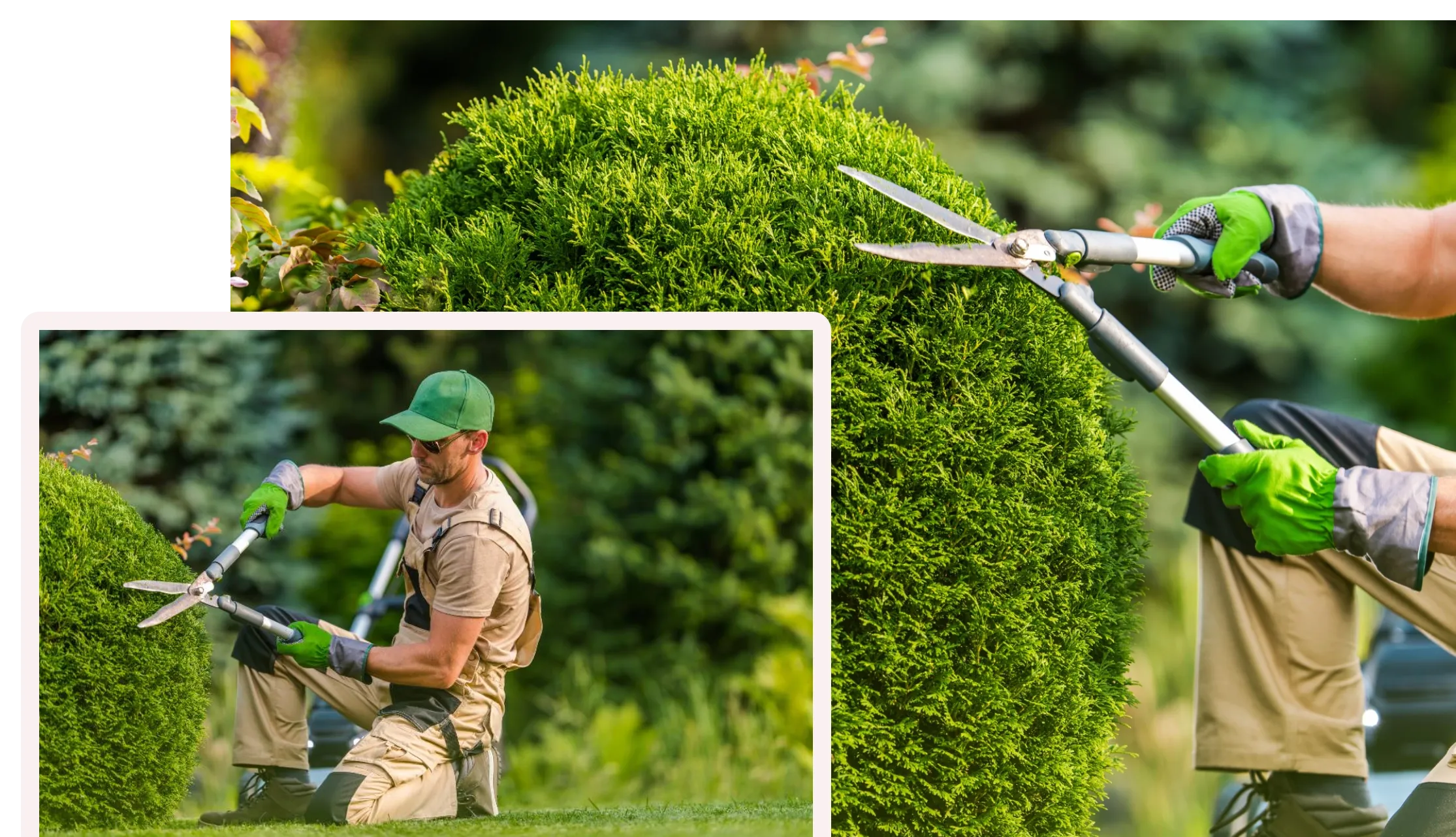 A close-up and a medium shot of a landscaper wearing a green cap and gloves, kneeling on the grass and using large shears to meticulously trim and shape a dense, round evergreen shrub or hedge. The background is a lush, green garden setting.