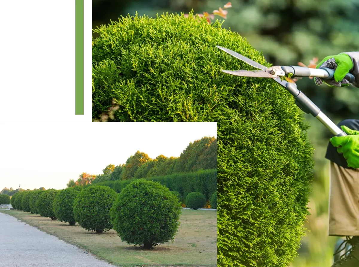 A composite image related to garden maintenance. The main portion on the right shows a person in a tan garment and bright green gloves using long-handled manual shears to trim a large, dense, spherically shaped evergreen shrub. The bottom-left inset shows a long row of perfectly trimmed, spherical green bushes lining a gravel pathway in a park-like setting, with a tall, clipped hedge row in the background.