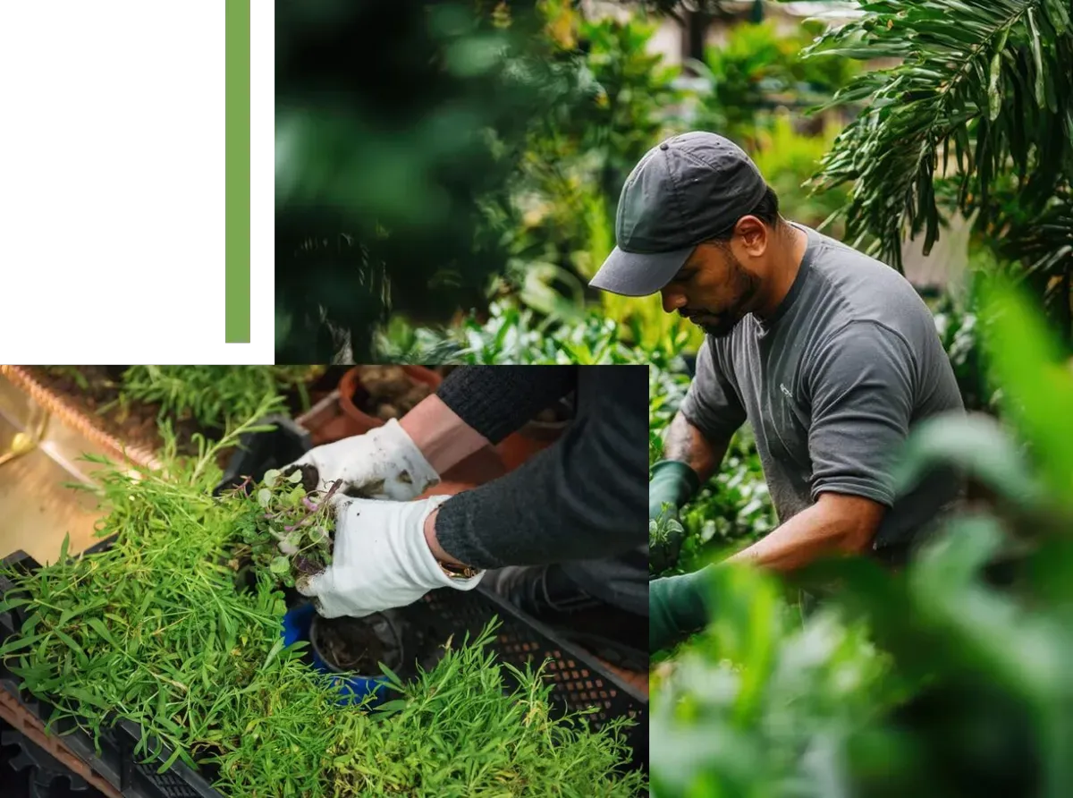 A composite image featuring people involved in gardening or horticulture. On the right, a man with a beard is wearing a gray baseball cap and a gray t-shirt, tending to plants in a lush, green environment. On the bottom left, a pair of hands wearing white gardening gloves is handling a small bunch of seedlings being grown in plastic trays filled with long, thin green leaves.