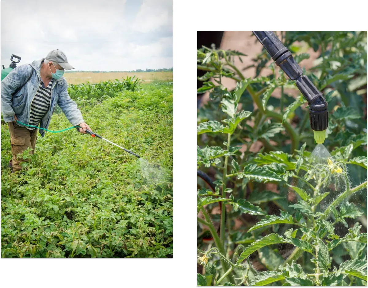 A split image showing pest or disease control on plants. On the left, an older person wearing a denim jacket, striped shirt, cap, and face mask is walking through a large field of green crops (likely potatoes), using a long wand attached to a backpack sprayer to apply a liquid solution. On the right, a close-up shows a sprayer nozzle applying a fine mist to the leaves and flowers of a tomato plant.