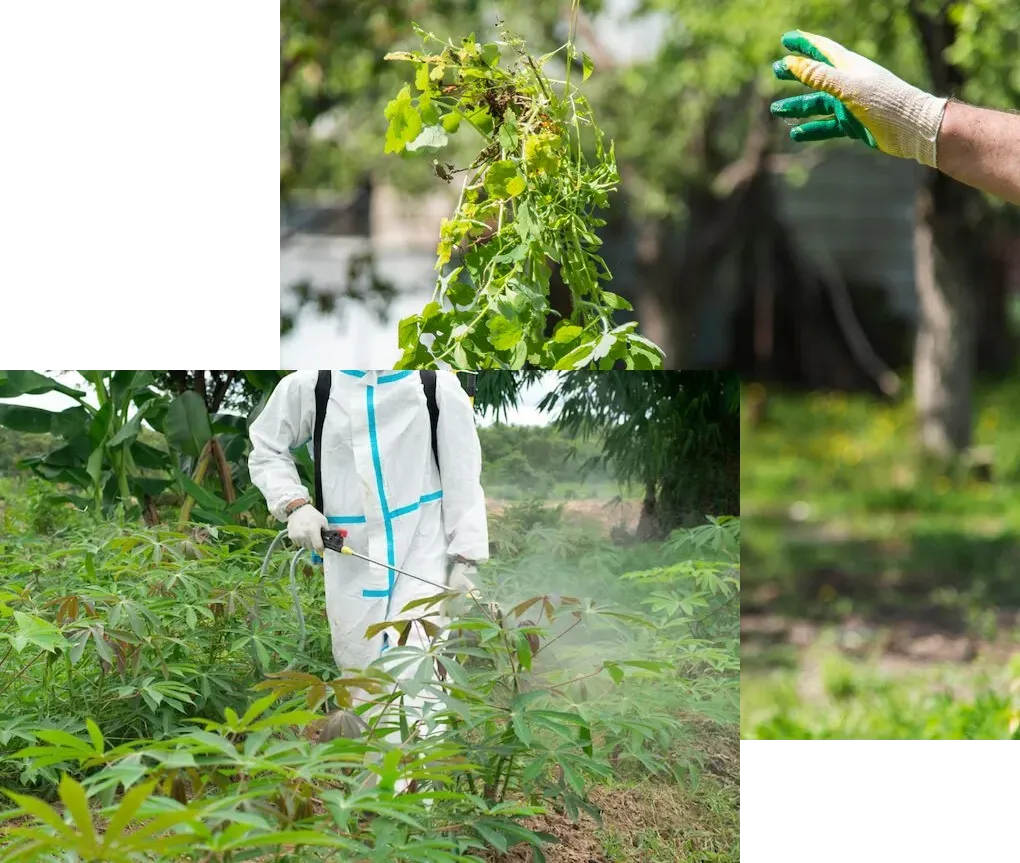 A composite image featuring plant care and maintenance activities. The main portion on the bottom shows a person wearing a white full-body protective suit with blue trim and a backpack sprayer, applying a mist to low-growing, leafy green plants in a field. The top right section shows a hand wearing a white and green glove holding a bunch of weeds or undesirable plant growth that has been pulled out.