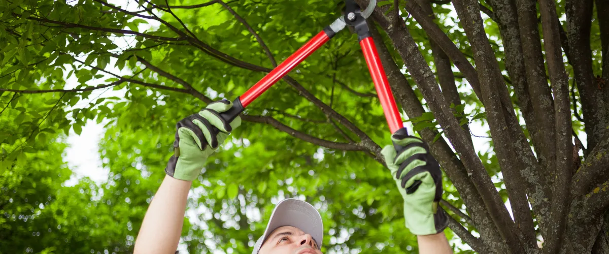 Tree trimming professional cutting branches for safe and healthy tree growth.
