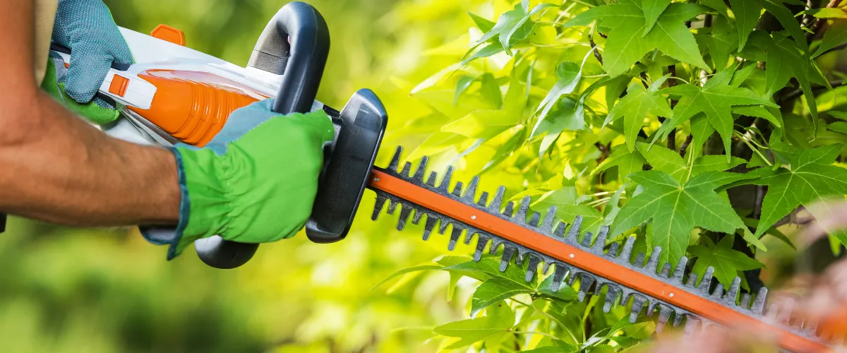 Bush trimming with an electric hedge trimmer for clean bush shaping.