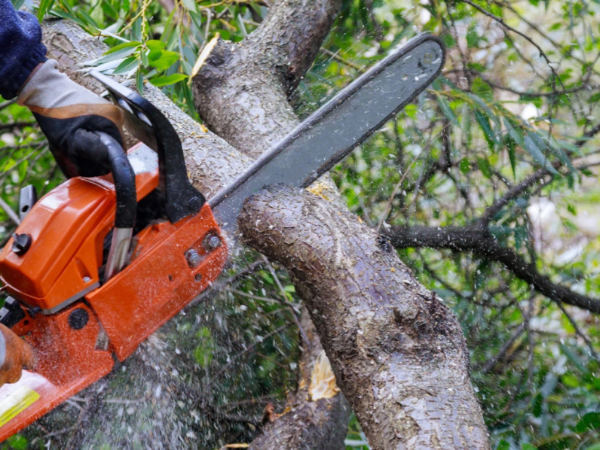 Professional performing lawn mowing as part of regular yard maintenance.