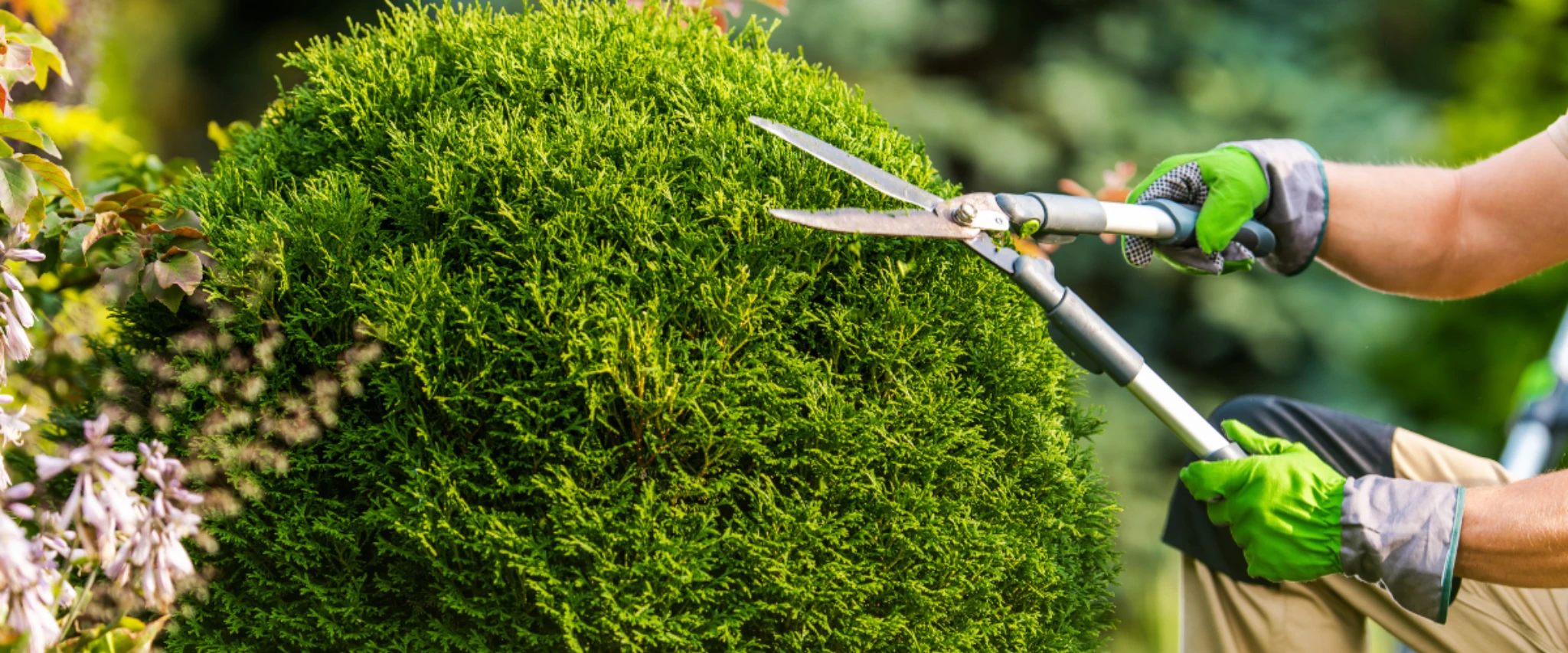 Close-up of gardener trimming shrubs with manual hedge shears