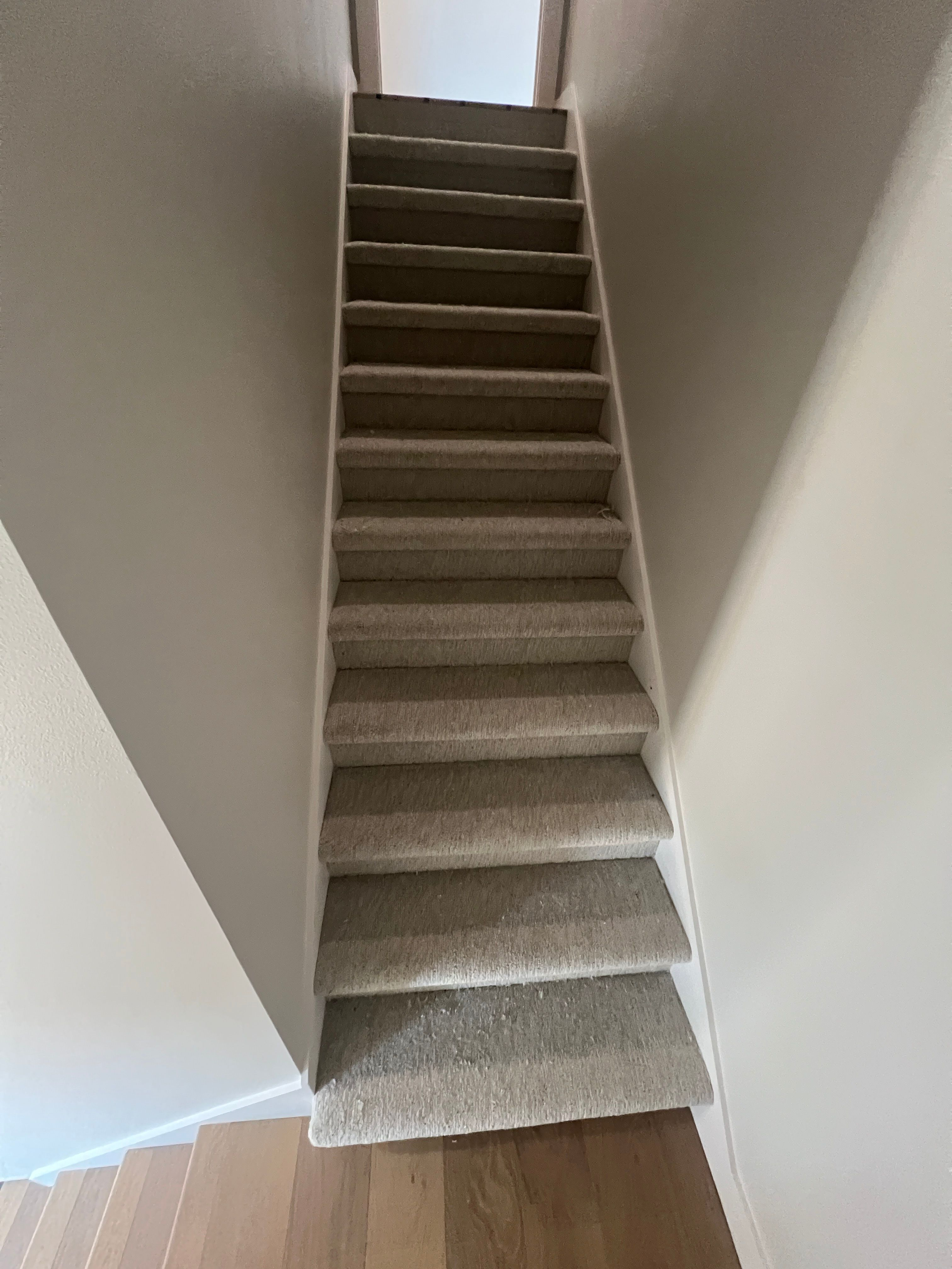 Dreamweaver Finishing Touch Carpet Installation Paris AR