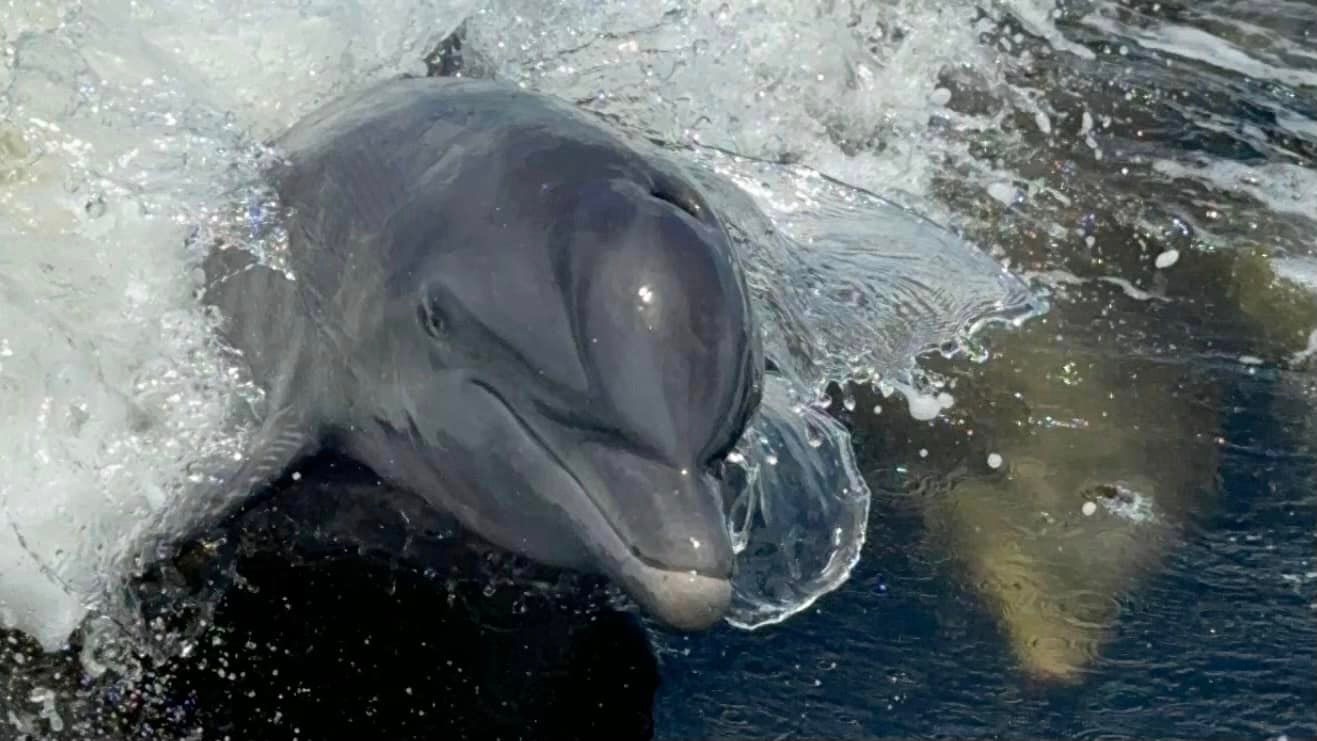 dolphin