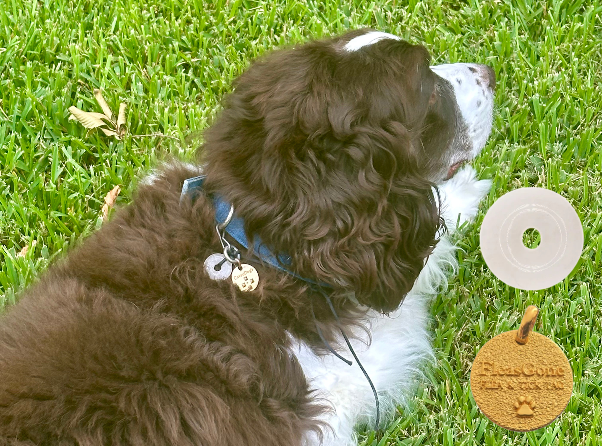 A brown and white shaggy dog wearing both a white crystal mini-medallion and holistic pet tag.
