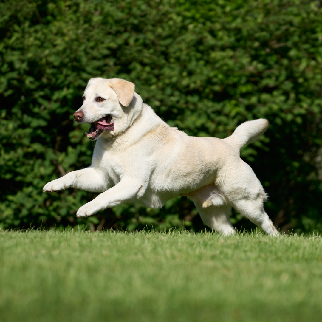 yellow lab running in the grass