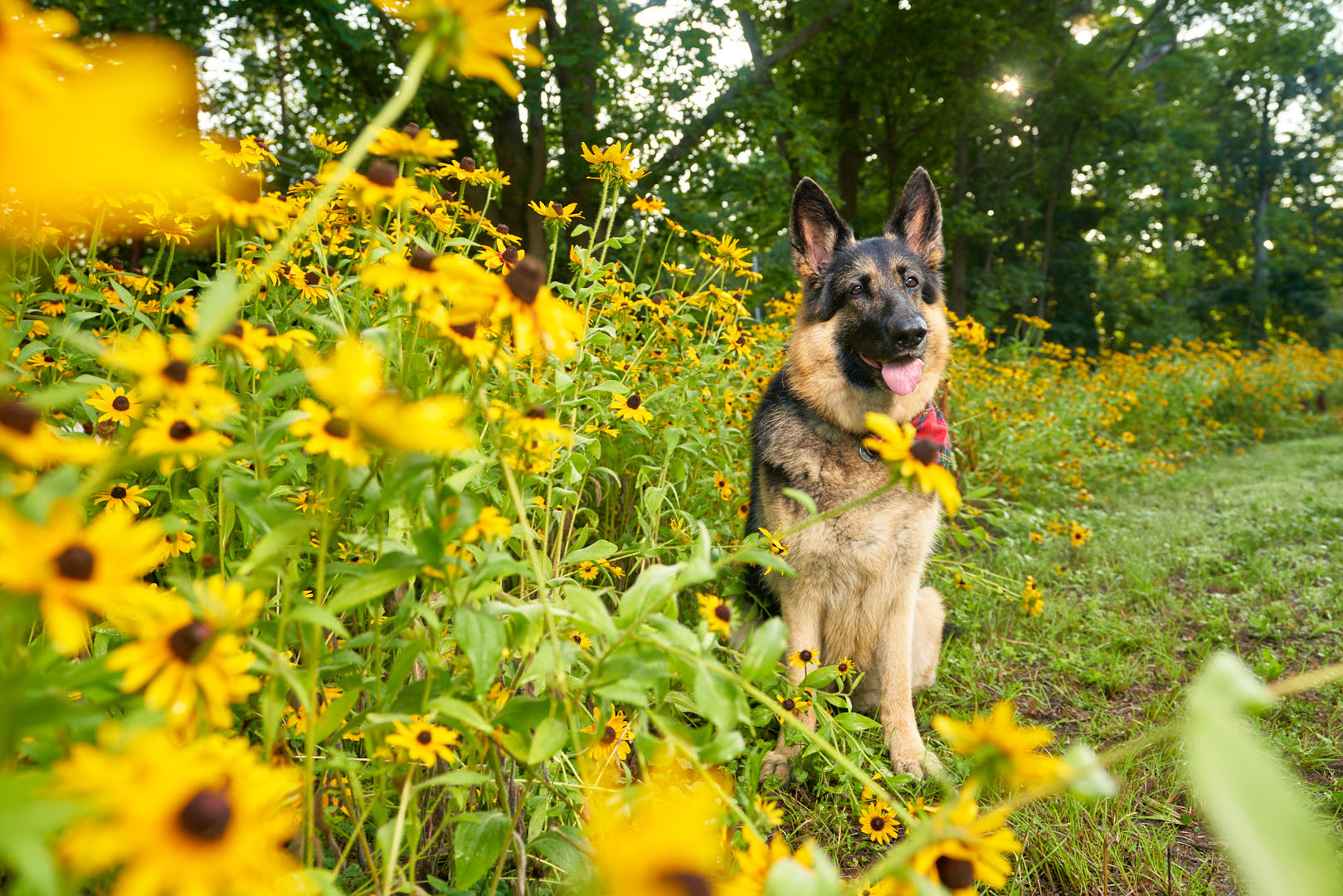 German Shepard dog sitting next to yellow wildflowers