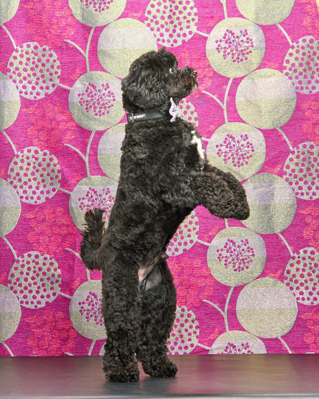 Cavoodle dog standing on back legs for photo shoot against a pink sparkly backdrop with organic circles