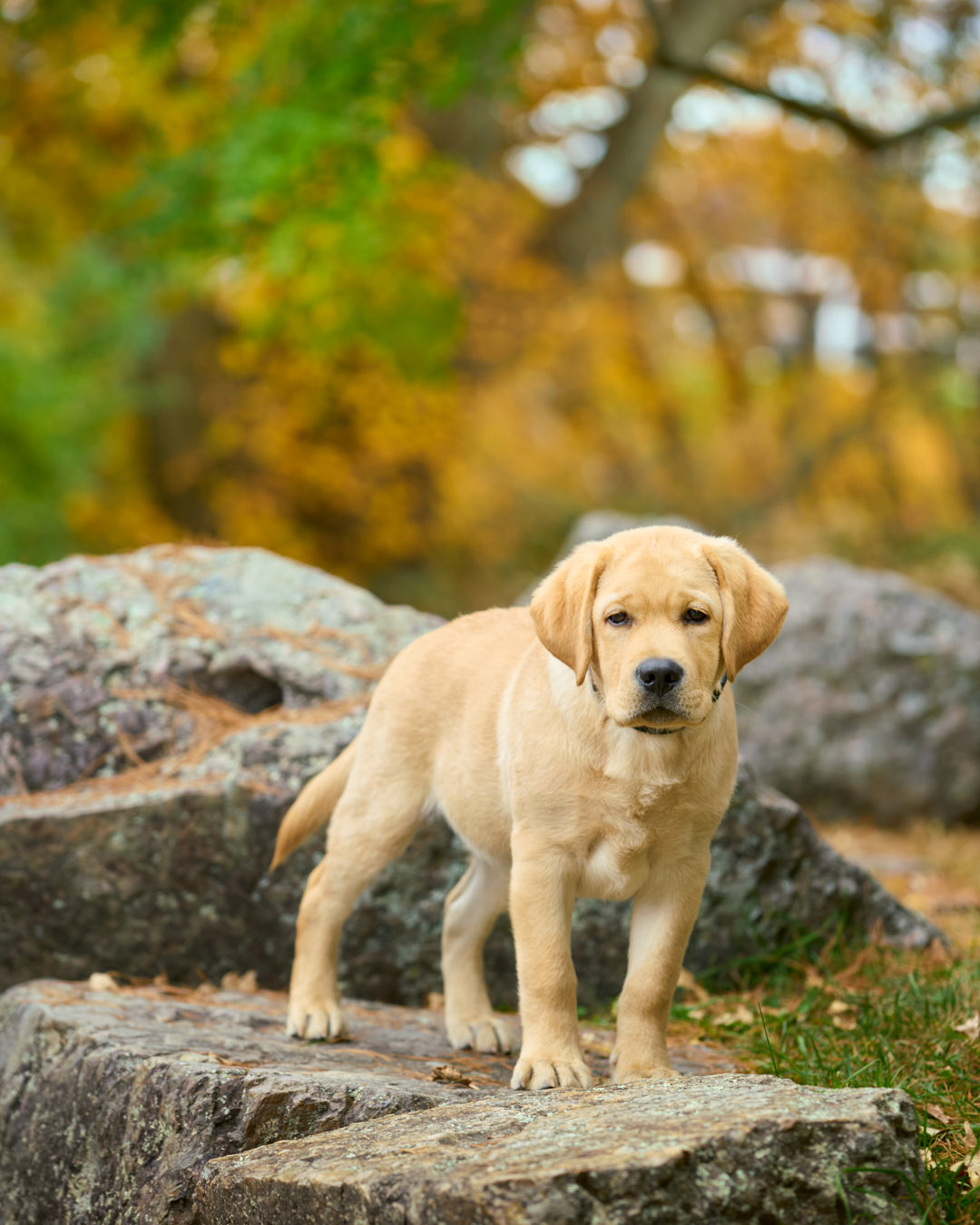 Yellow Labrador Retriever puppy at the park on rock wall